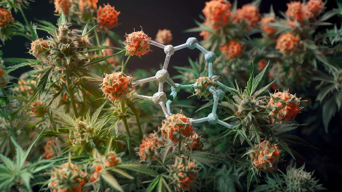 How Much Delta 9 THC Do You Need to Get High Safely?