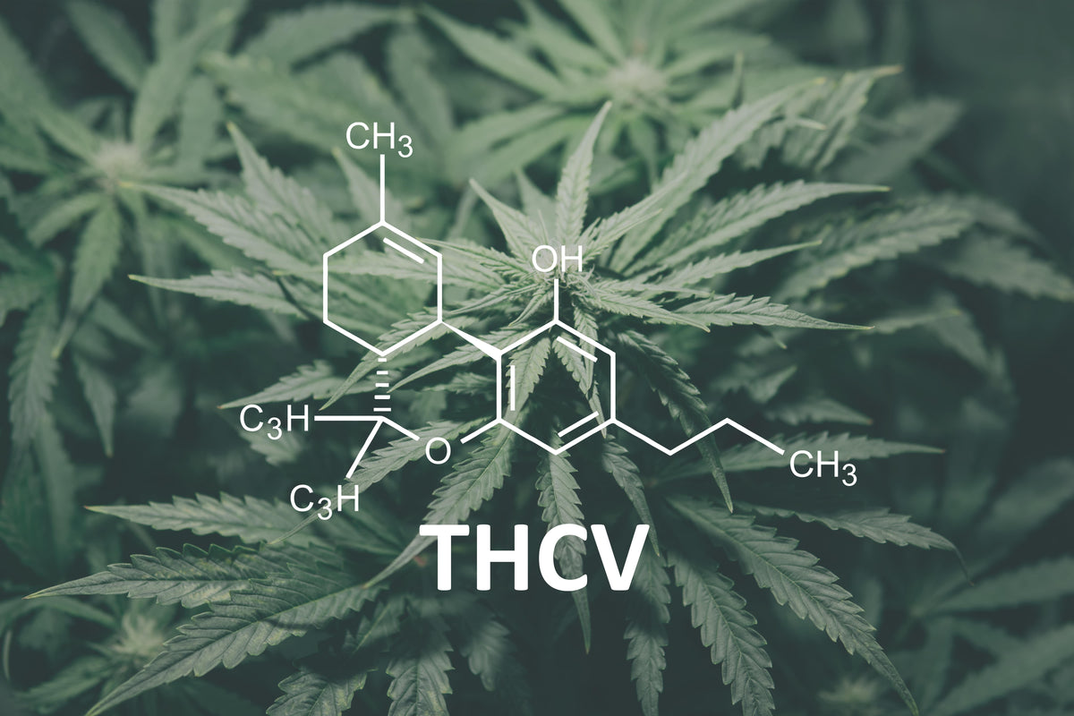 Can Hemp Gummies Help You Lose Weight? THCV & Appetite