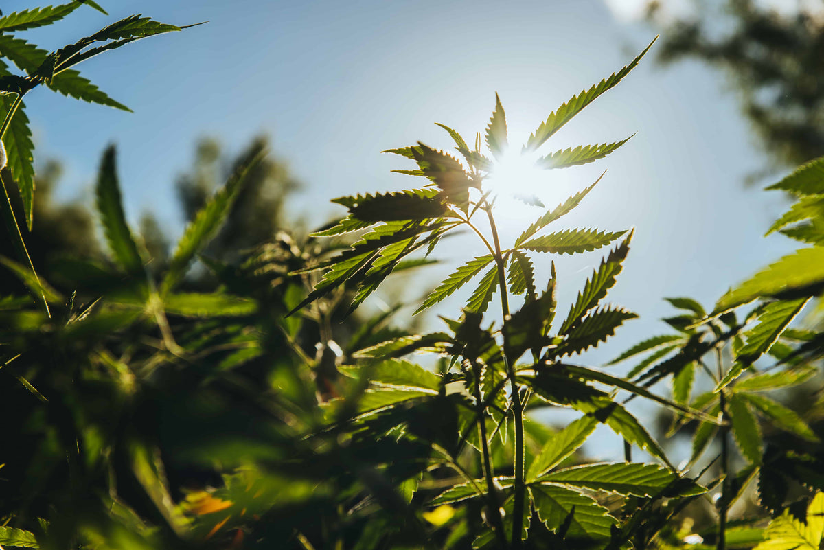 How Many Hemp CBD Gummies Can You Eat? Dosage Guide